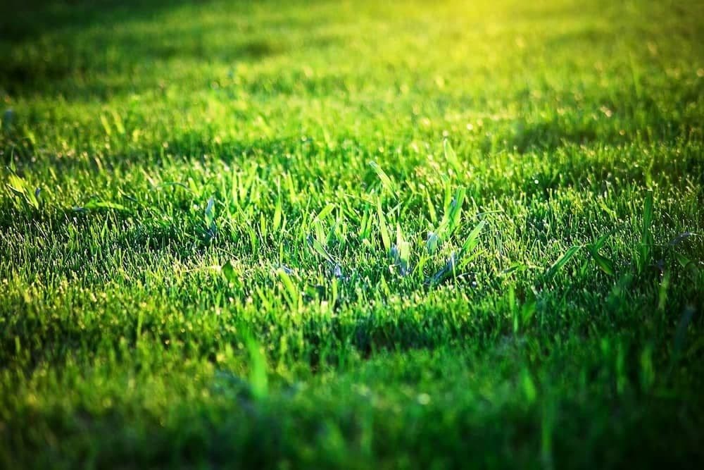 Contact form background